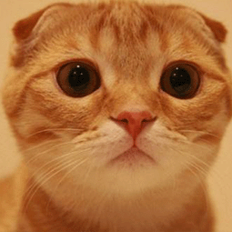 怎么刷布谷加速器